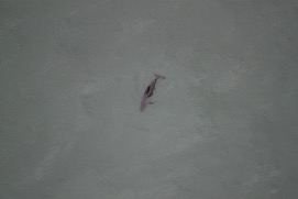 Missing Picture